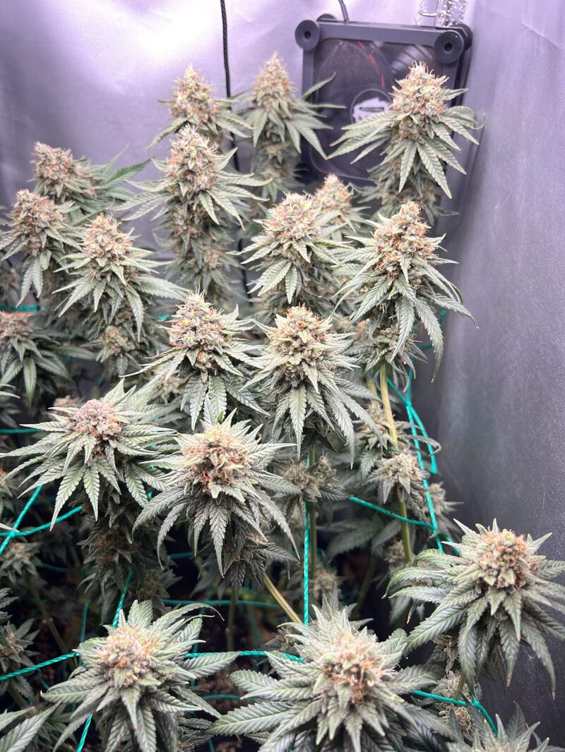 Lemon Drizzle, Фасовка: 5, изображение 6